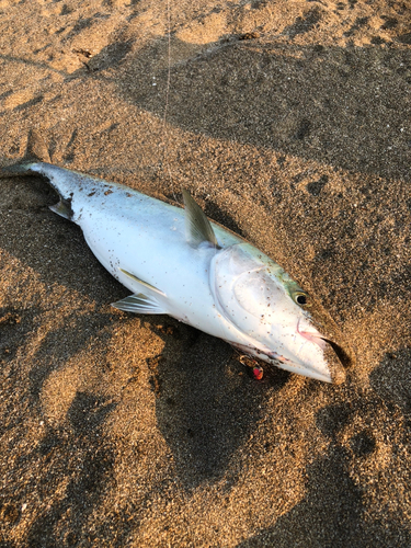 イナダの釣果