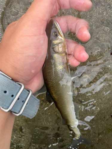 アユの釣果