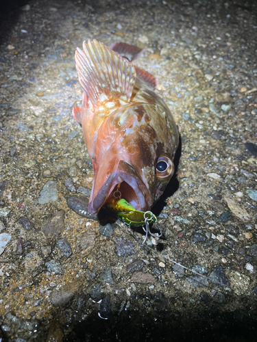 カサゴの釣果