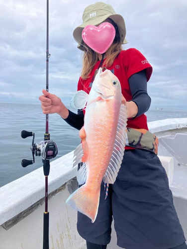 アマダイの釣果