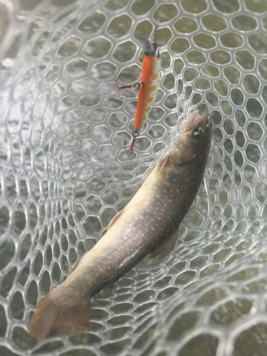 イワナの釣果