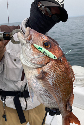 タイの釣果