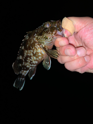 カサゴの釣果