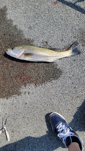 スズキの釣果