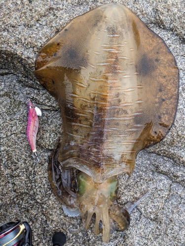 アオリイカの釣果