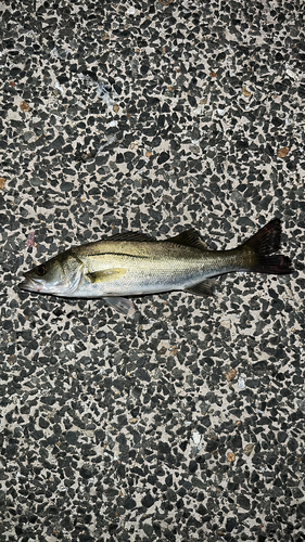 スズキの釣果