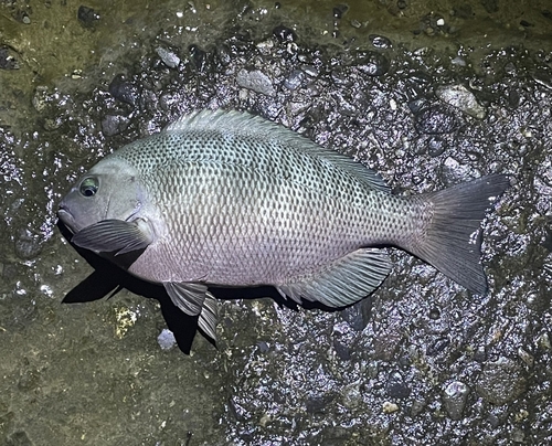 クチブトグレの釣果