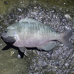 クチブトグレ