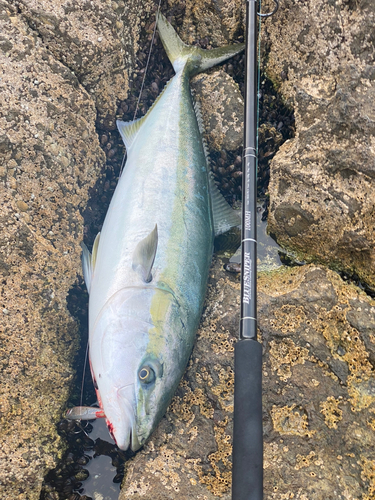 ブリの釣果