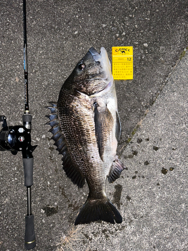 クロダイの釣果