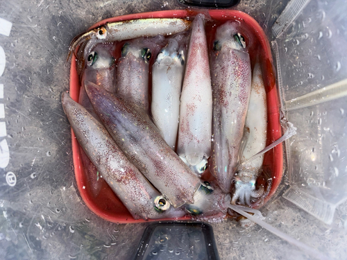 ケンサキイカの釣果