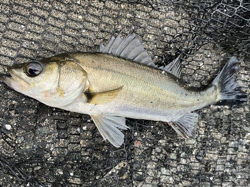 セイゴ（ヒラスズキ）の釣果