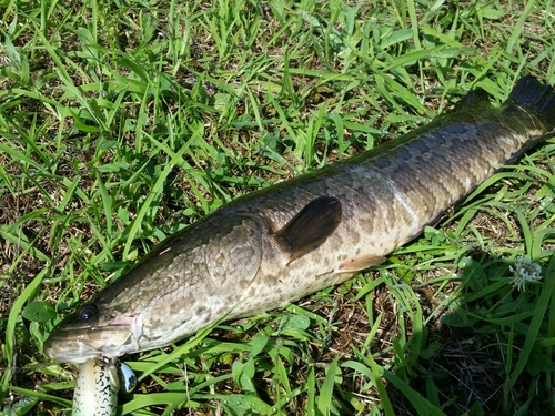 ライギョの釣果