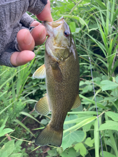 スモールマウスバスの釣果