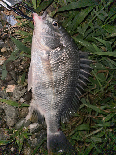 キビレの釣果