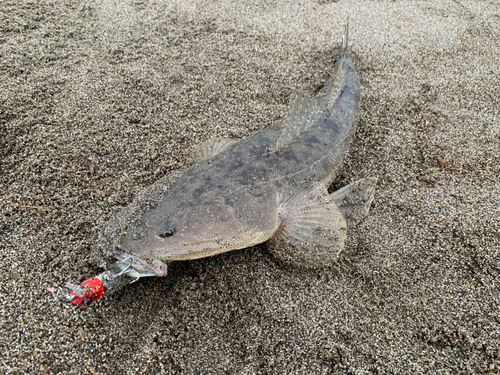 マゴチの釣果