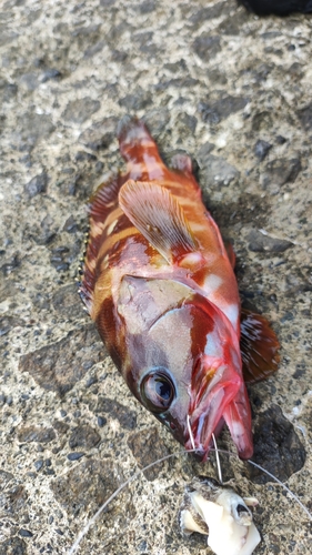 アカハタの釣果