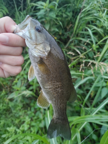 スモールマウスバスの釣果