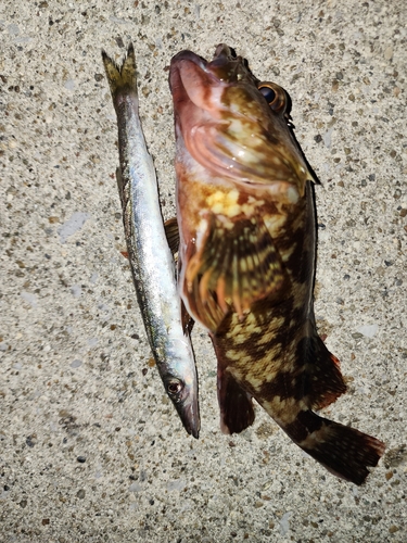 カマスの釣果