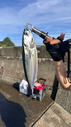 ソウダガツオの釣果