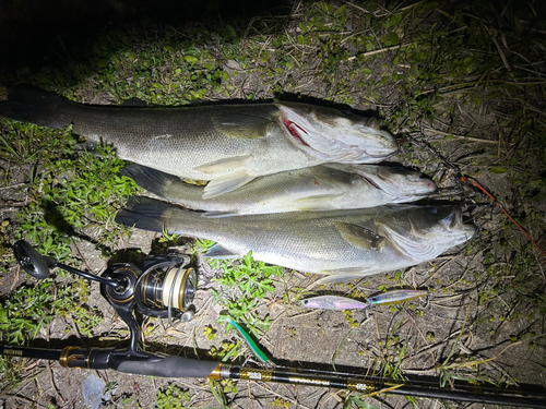 シーバスの釣果