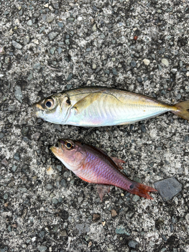 アジの釣果