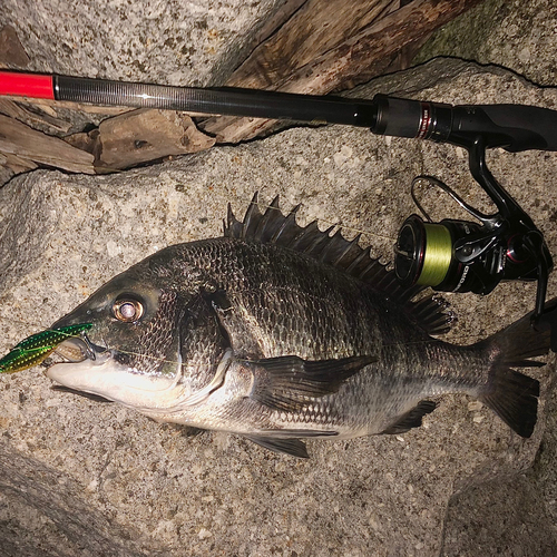 クロダイの釣果