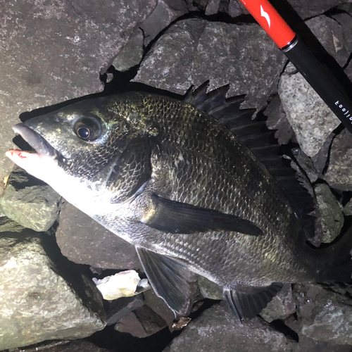 クロダイの釣果