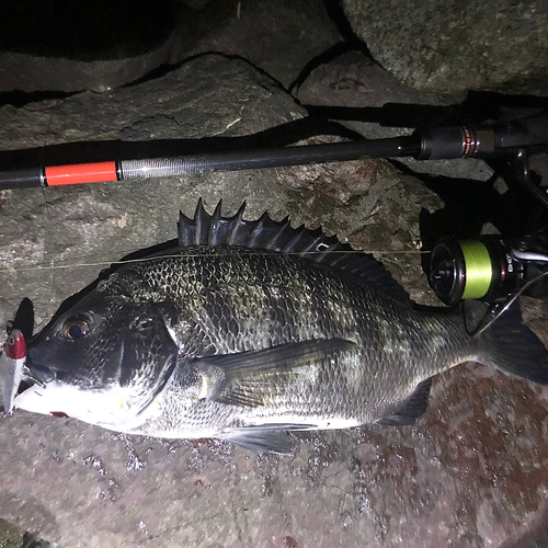 クロダイの釣果