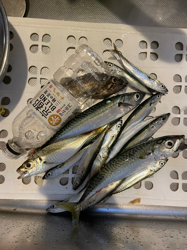 サバの釣果