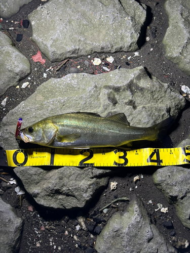 フッコ（マルスズキ）の釣果