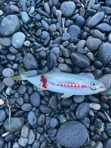 ワカシの釣果