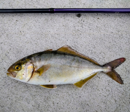 ショゴの釣果