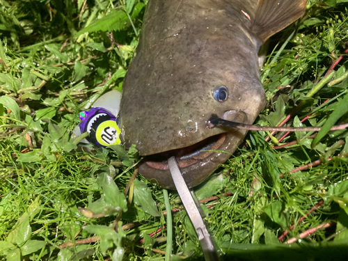 ナマズの釣果