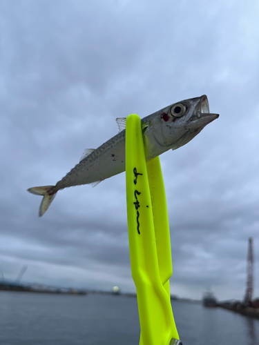 サバの釣果