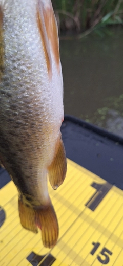 ラージマウスバスの釣果