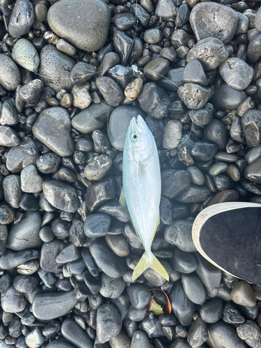 ワカシの釣果