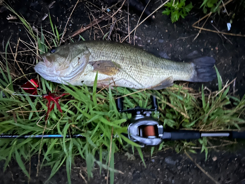 ブラックバスの釣果