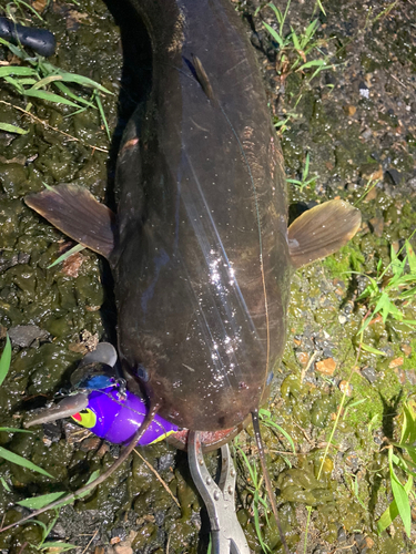 ナマズの釣果