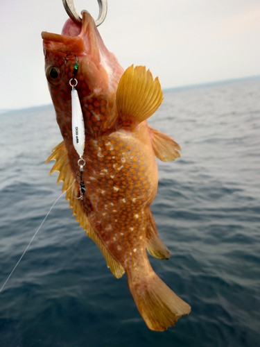 キジハタの釣果