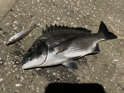 チヌの釣果