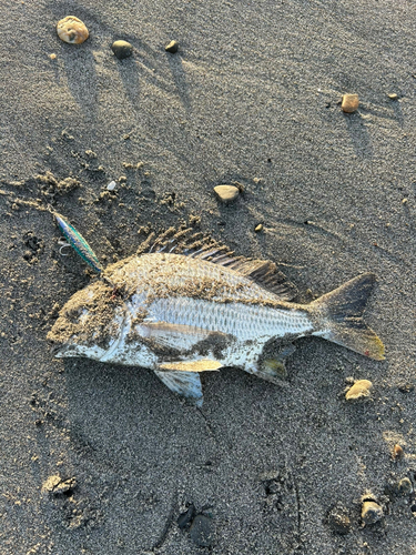 キビレの釣果