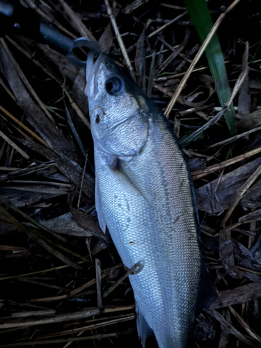 スズキの釣果