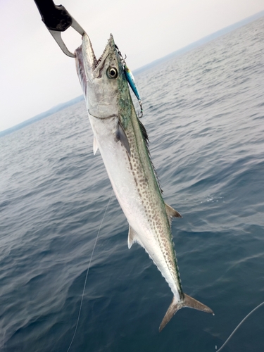 サゴシの釣果