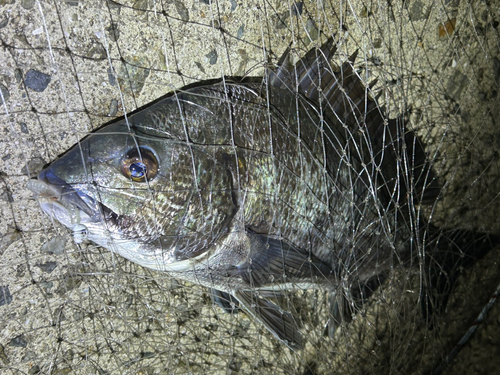 チヌの釣果