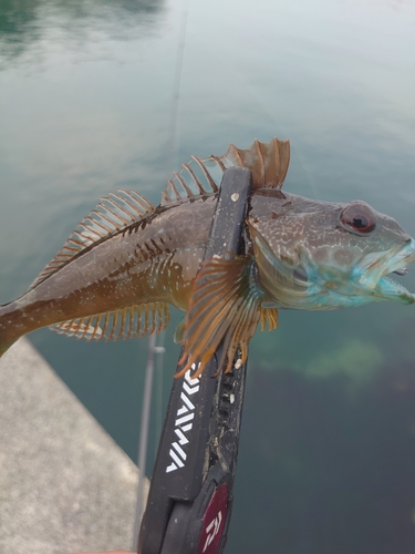 アナハゼの釣果