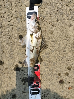 シーバスの釣果