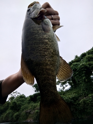 スモールマウスバスの釣果