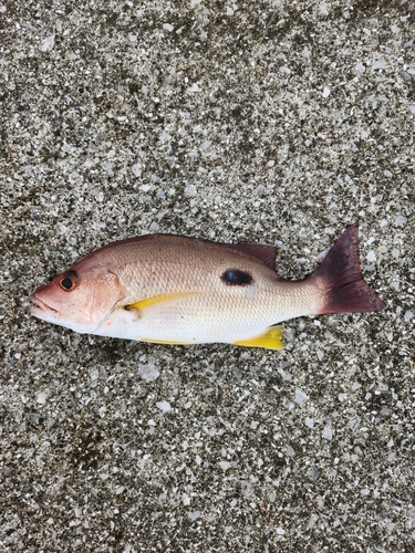 クロホシフエダイの釣果