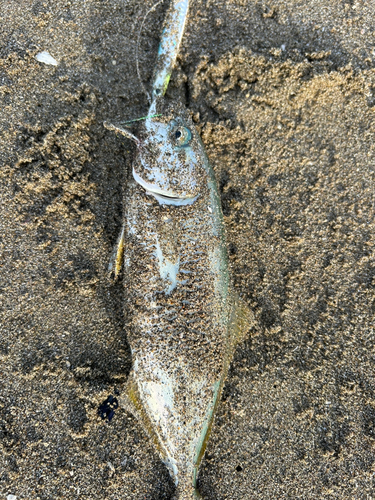 ワカシの釣果